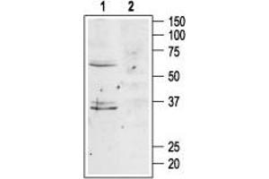 Western blot analysis of mouse brain lysates:1. (Melanocortin 4 Receptor (MC4R) Peptide)