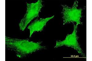 RASD1 antibody  (AA 1-110)