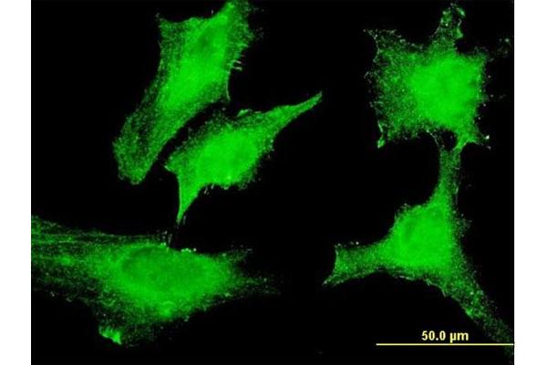 RASD1 antibody  (AA 1-110)