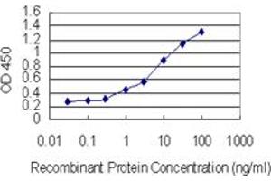 Detection limit for recombinant GST tagged SUMO4 is 0. (SUMO4 antibody  (AA 1-95))