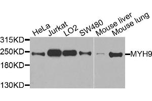 Western blot analysis of extracts of various cells, using MYH9 antibody. (Myosin 9 antibody)