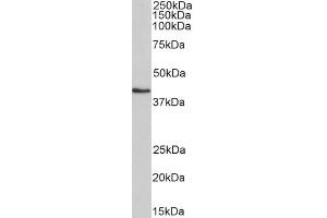ABIN5539536 (0. (HMBS antibody  (AA 160-173))