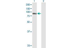 Western Blot analysis of AKAP8 expression in transfected 293T cell line by AKAP8 MaxPab polyclonal antibody. (AKAP8 antibody  (AA 1-692))