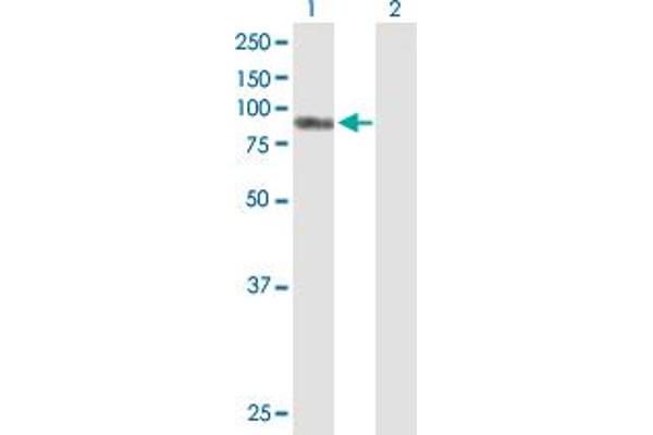 AKAP8 antibody  (AA 1-692)