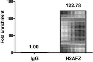 Immunohistochemistry (IHC) image for anti-H2A Histone Family, Member Z (H2AFZ) (acLys7) antibody (ABIN7139193)