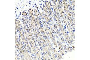 Immunohistochemistry of paraffin-embedded mouse stomach using MAPKBP1 antibody at dilution of 1:100 (x40 lens). (MAPKBP1 antibody)