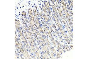Immunohistochemistry of paraffin-embedded mouse stomach using MAPKBP1 antibody at dilution of 1:100 (x40 lens). (MAPKBP1 antibody)