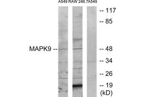 Western blot analysis of extracts from A549 cells and RAW264. (JNK2 antibody  (Internal Region))