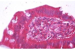 Anti-HFE2 antibody IHC staining of human small intestine.
