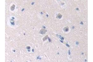 Immunohistochemistry (IHC) image for anti-Macrophage erythroblast Attacher (MAEA) (AA 136-379) antibody (ABIN7440146)