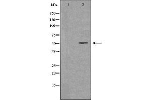 Western blot analysis of extracts of mouse muscle , using THRB antibody. (THRB antibody  (Internal Region))