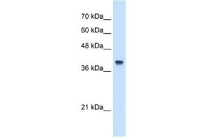 WB Suggested Anti-IFI44L Antibody Titration:  5. (IFI44L antibody  (N-Term))