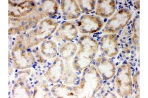IHC testing of frozen mouse kidney tissue with CYP1A1 antibody. (CYP1A1 antibody  (AA 183-320))