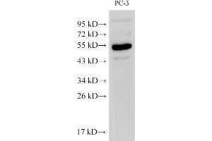 Western Blot analysis of PC-3 cells using Chromogranin A Polyclonal Antibody at dilution of 1:500 (Chromogranin A antibody)
