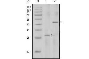Western blot analysis using IL2 mouse mAb against full-length IL2 recombinant protein with Trx tag (1) and full-length IL2-hIgGFc transfected HEK293 cell lysate(2).