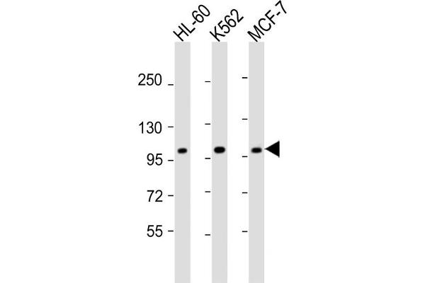 GEN1 antibody  (N-Term)