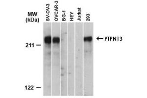 Western blot analysis of PTPN13. (PTPN13 antibody)