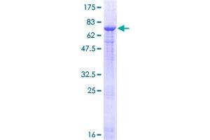 Image no. 1 for Protein Z, Vitamin K-Dependent Plasma Glycoprotein (PROZ) (AA 1-400) protein (GST tag) (ABIN1316379) (PROZ Protein (AA 1-400) (GST tag))