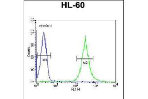 Flow cytometric analysis of HL-60 cells (right histogram) compared to a negative control cell (left histogram). (ENPP7 antibody  (AA 286-313))