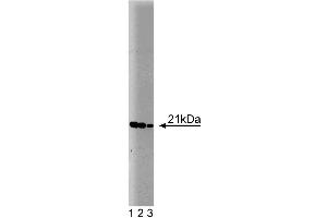 Western blot analysis of Bax on a HepG2 cell lysate (Human hepatocellular carcinoma, ATCC HB-8065). (BAX antibody  (AA 55-178))