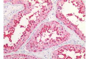 Immunohistochemistry staining of human testis (paraffin sections) using anti-HSP90 alpha/beta (MBH90AB). (HSP90 alpha/beta antibody  (N-Term))