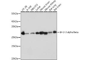 Western blot analysis of extracts of various cell lines, using 14-3-3 alpha/beta Rabbit mAb (ABIN7265308) at 1:1000 dilution. (YWHAB antibody)