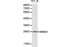 Western blot analysis of 721-B cell lysate using SMNDC1 antibody. (SMNDC1 antibody  (AA 1-238))