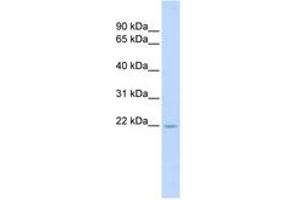 Image no. 1 for anti-Tumor Necrosis Factor (Ligand) Superfamily, Member 18 (TNFSF18) (AA 108-157) antibody (ABIN6743428) (TNFSF18 antibody  (AA 108-157))