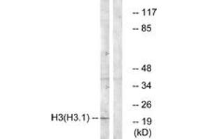 Western blot analysis of extracts from A549 cells, using Histone H3 (Ab-3) Antibody. (Histone 3 antibody  (AA 1-50))