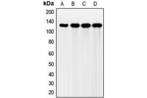 Western blot analysis of FGFR2 expression in HeLa (A), Jurkat (B), HEK293T (C), mouse liver (D) whole cell lysates.