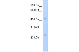 Gja4 antibody (20R-1255) used at 0. (GJA4 antibody  (N-Term))