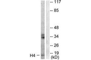 Western blot analysis of extracts from Raw264. (Histone H4 antibody  (AA 15-64))