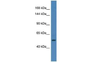 Host: Rabbit Target Name: ELAC2 Sample Type: HepG2 Whole cell lysates Antibody Dilution: 1. (ELAC2 antibody  (C-Term))