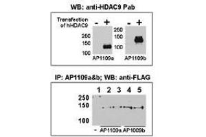 Image no. 1 for anti-Histone Deacetylase 9 (HDAC9) (N-Term) antibody (ABIN356655) (HDAC9 antibody  (N-Term))