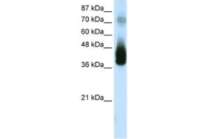 Western Blotting (WB) image for anti-Jun B Proto-Oncogene (JUNB) antibody (ABIN2463862) (JunB antibody)