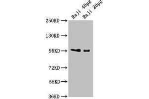 Western Blot Positive WB detected in: Raji whole cell lysate All lanes: CD19 antibody at 1:2000 Secondary Goat polyclonal to Mouse IgG at 1/10000 dilution Predicted band size: 61 kDa Observed band size: 95 kDa (CD19 antibody  (AA 20-291))