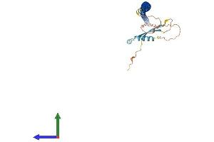 AlphaFold protein structure predicition of Human Recombinant KRT222 Protein, UniprotID Q8N1A0