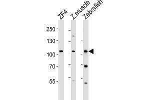 Western blot analysis of lysates from ZF4 cell line, zebra fish muscle, Zebrafish tissue lysate(from left to right), using (DANRE) zte25 Antibody (N-term) Azb18715a. (AGBL2 antibody  (AA 92-126))
