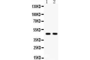 Anti- Hsp47 Picoband antibody, Western blotting All lanes: Anti Hsp47  at 0. (SERPINH1 antibody  (AA 247-418))