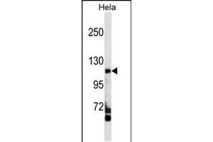 Western blot analysis in Hela cell line lysates (35ug/lane). (FAM65C antibody  (C-Term))