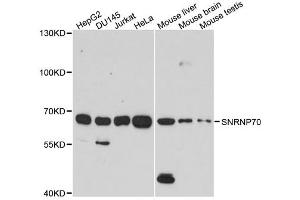 Western blot analysis of extracts of various cell lines, using SNRNP70 antibody (ABIN1877092) at 1:1000 dilution.