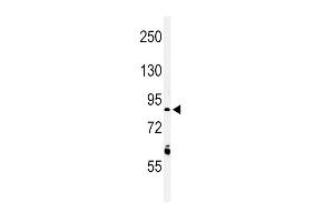 Western blot analysis of LRRN3 Antibody (N-term) (ABIN651109 and ABIN2840075) in K562 cell line lysates (35 μg/lane). (LRRN3 antibody  (N-Term))