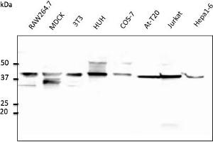 Western Blotting (WB) image for anti-CD63 (CD63) (AA 120-175) antibody (ABIN1440014)