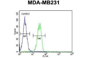 B4GALT6 Antibody (C-term) flow cytometric analysis of MDA-MB231 cells (right histogram) compared to a negative control cell (left histogram). (B4GALT6 antibody  (C-Term))