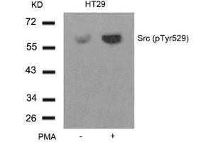 Western blot analysis of extracts from HT29 cells untreated or treated with PMA using Src(Phospho-Tyr529) Antibody. (Src antibody  (pTyr529))