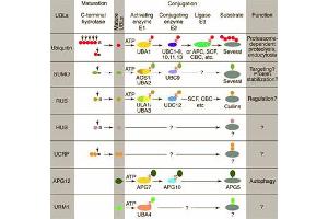 Conjugation pathways for ubiquitin and ubiquitin-like modifiers (UBLs). (SUMO1 antibody)