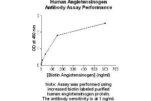 Image no. 1 for anti-Angiotensinogen (serpin Peptidase Inhibitor, Clade A, Member 8) (AGT) antibody (Biotin) (ABIN5567490)