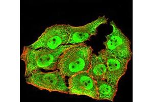 Immunofluorescence analysis of Hela cells using ANAPC10 mouse mAb (green).