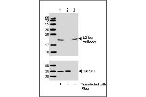 All lanes : Anti-E2 tag Antibody at 1:1000 dilution (upper) or GDH (lower) Lane 1: 293T/17 transfected with 6tag lysate (1 μg) Lane 2: Non-transfected 293T/17 lysate (1 μg) Lane 3: 6tag recombinant protein lysate (0. (E2 Tag antibody)