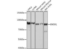 Western blot analysis of extracts of various cell lines, using EWSR1 Rabbit mAb (ABIN7267053) at 1:1000 dilution. (EWSR1 antibody)